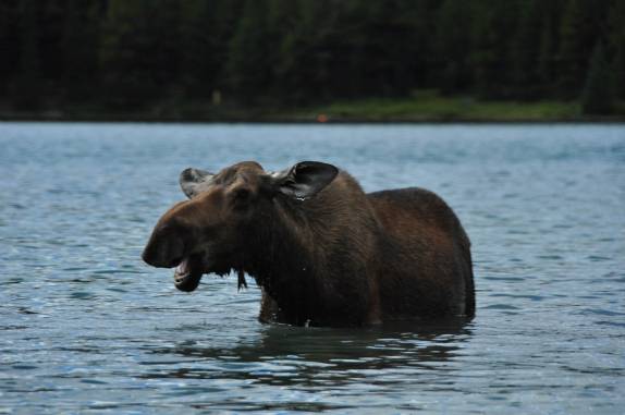 Uma simpática e fotogênica fêmea de alce (uma 'musa') se alimenta no Maligne Lake, no Jasper National Park, em Alberta, no Canadá